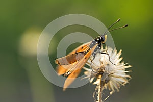 The Tawny Coster butterfly Acraea violae on flower and green nature