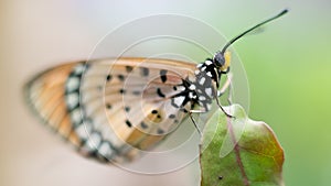 Tawny coster butterfly, closeup