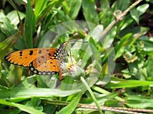 Tawny Coster Butterfly Feeding