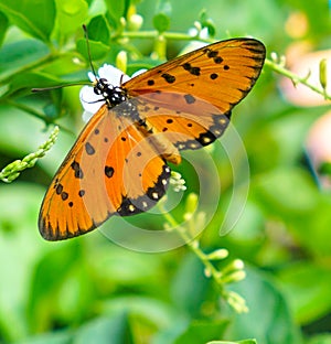 Tawny Coster Butterfly in a garden