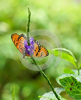 Tawny Coster butterfly in a garden