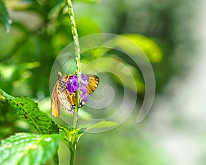 Tawny Coster butterfly in a garden