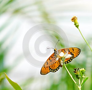 Tawny Coster butterfly in a garden