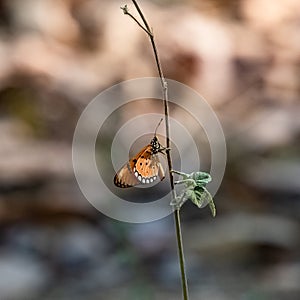 A tawny coster, butterfly in India