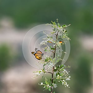 tawny coster, butterfly in India