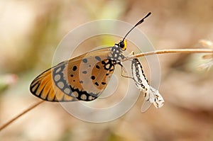 Tawny Coster butterfly and its chrysalis