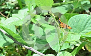 A Tawny coster butterfly perched on the tip of a Bush passion fruit vine leaf