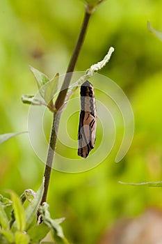 Tawny Coster's chrysalis