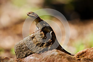 Tawny Dragon, Adelaide Hills, South Australia