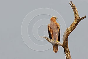 Tawny Eagle