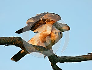 Tawny Eagle