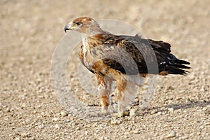 Tawny eagle