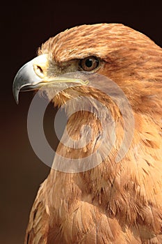 Tawny Eagle