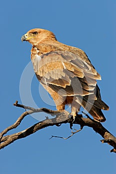 Tawny eagle