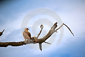 Tawny eagle