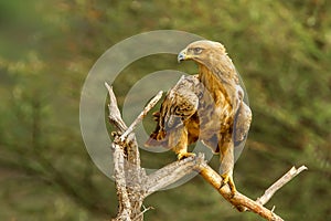 Tawny Eagle