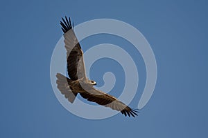 Tawny Eagle (Aquila rapax)