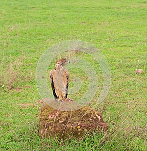 Tawny Eagle (Aquila rapax)