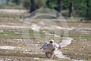 Tawny eagle or Aquila rapax bird of prey with a Spiny tailed lizard or Uromastyx kill in his claws in an open field at tal chhapar