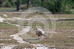 Tawny eagle or Aquila rapax bird of prey with a Spiny tailed lizard or Uromastyx kill in his claws in an open field at tal chhapar