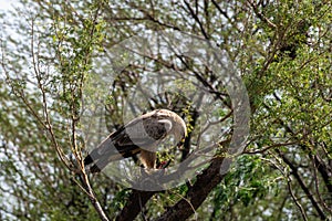 Tawny eagle or Aquila rapax feasting on Spiny tailed lizard or Uromastyx kill in his claws perched on branch of tree