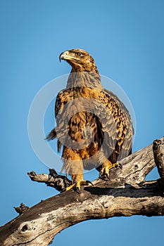 Tawny eagle on dead tree with catchlight photo