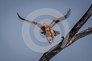 Tawny eagle flies away from dead branch