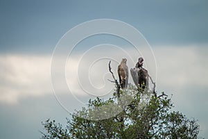 Tawny eagle and Lappet-faced vulture in a tree