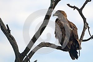 Tawny eagle, Maasai Mara Game Reserve, Kenya