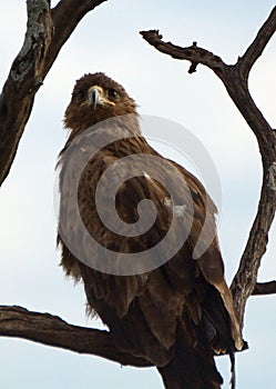 Tawny eagle, Maasai Mara Game Reserve, Kenya