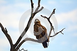 Tawny eagle, Maasai Mara Game Reserve, Kenya