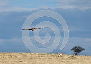 Tawny Eagle over Masai Mara