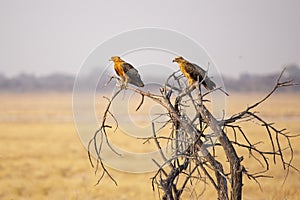 Tawny Eagle Pair Perched on Dead Treetop