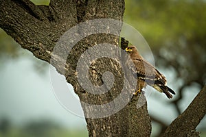 Tawny eagle perches on trunk of tree