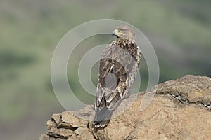 Tawny eagle on rock closeup, raptors, Saswad photo