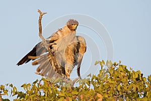 Tawny eagle shaking his feathers i