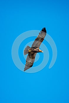 Tawny eagle soars in perfect blue sky