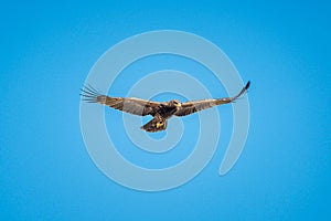 Tawny eagle soars under perfect blue sky