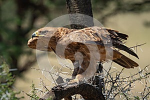 Tawny eagle stretches wings to take off