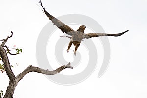 Tawny eagle takes off from tree in Kruger Park