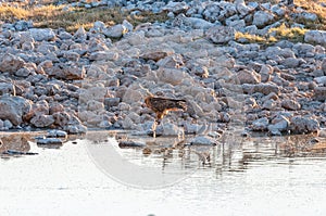 Tawny eagle and two turtle doves at the Okaukeujo waterhole