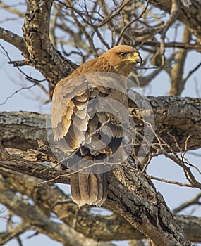 Tawny eagle watches from its perch in a dead tree