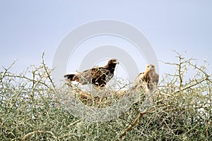 Tawny eagles close up. Serengeti National Park, Tanzania, Africa