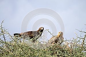 Tawny eagles close up. Serengeti National Park, Tanzania, Africa