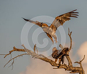 Tawny eagles isolated in golden hour light