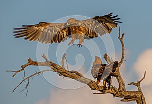 Tawny eagles in the Kruger National Park in South Africa