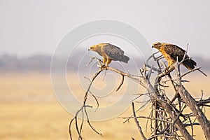 Tawny Eagles on the Lookout