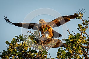 Tawny eagles mate in sunshine on branch