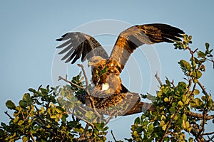 Tawny eagles mate in tree in sunshine