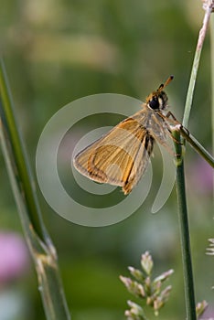 Tawny-edged skiper